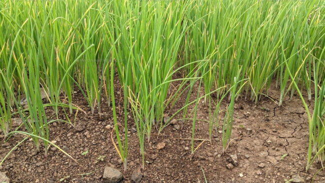 Welsh Onion