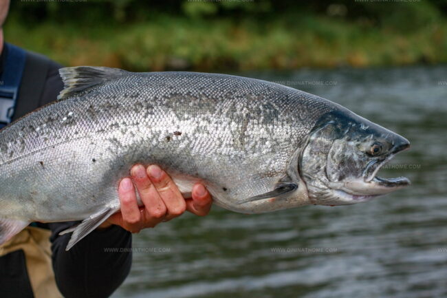 Wild Alaska Salmon