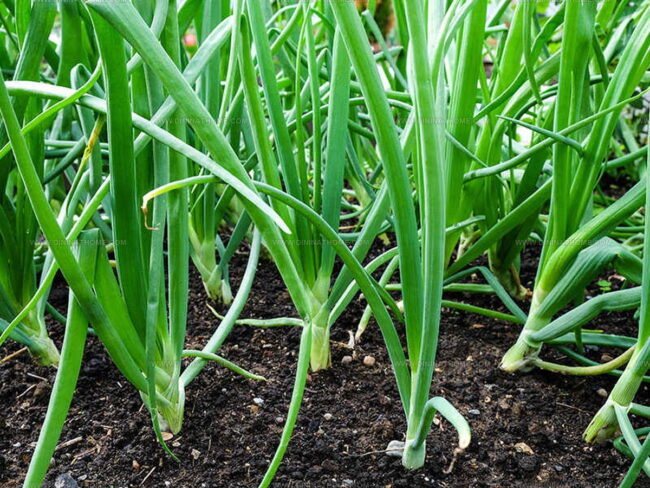 Harvest and Cultivation