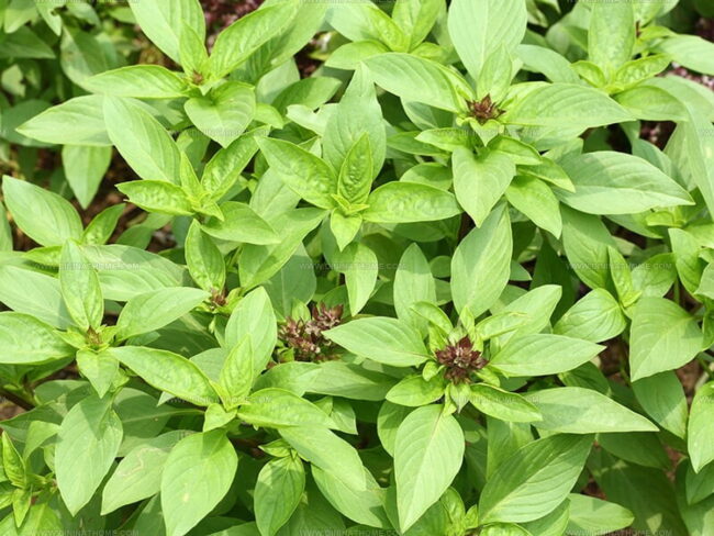 Growing Conditions and Lifespan