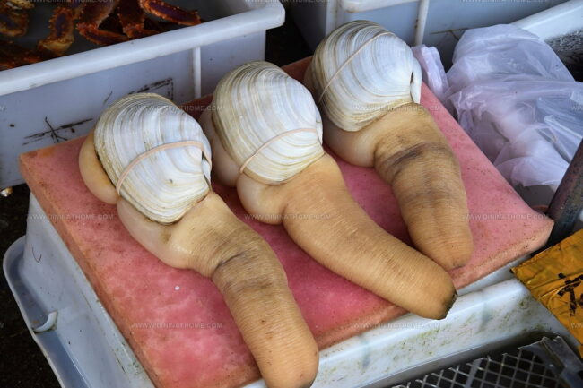 Geoduck