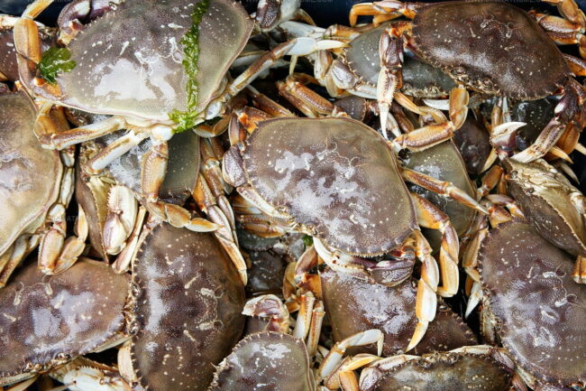 Dungeness Crab