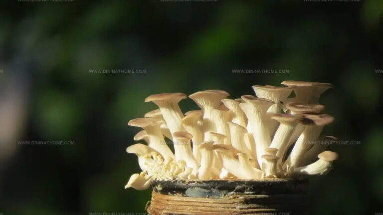 Oyster Mushrooms Taste Like: Nature's Delicate Forest Gems