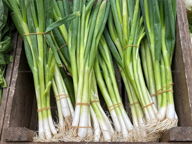 Spring Onion