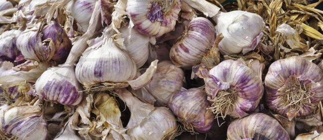 Ail Violet De Cadours