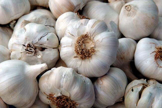 Aglio Bianco Polesano