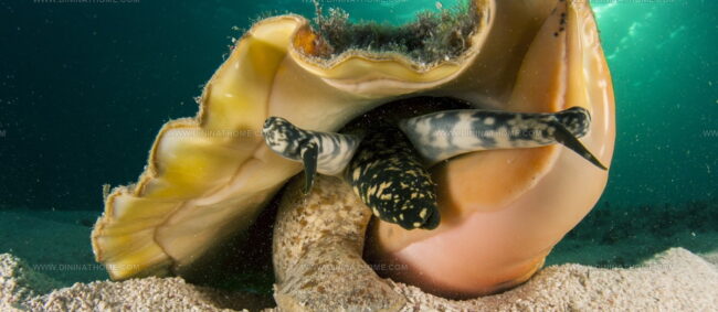 Caribbean Sea Queen Conch