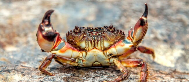 Stone Crab